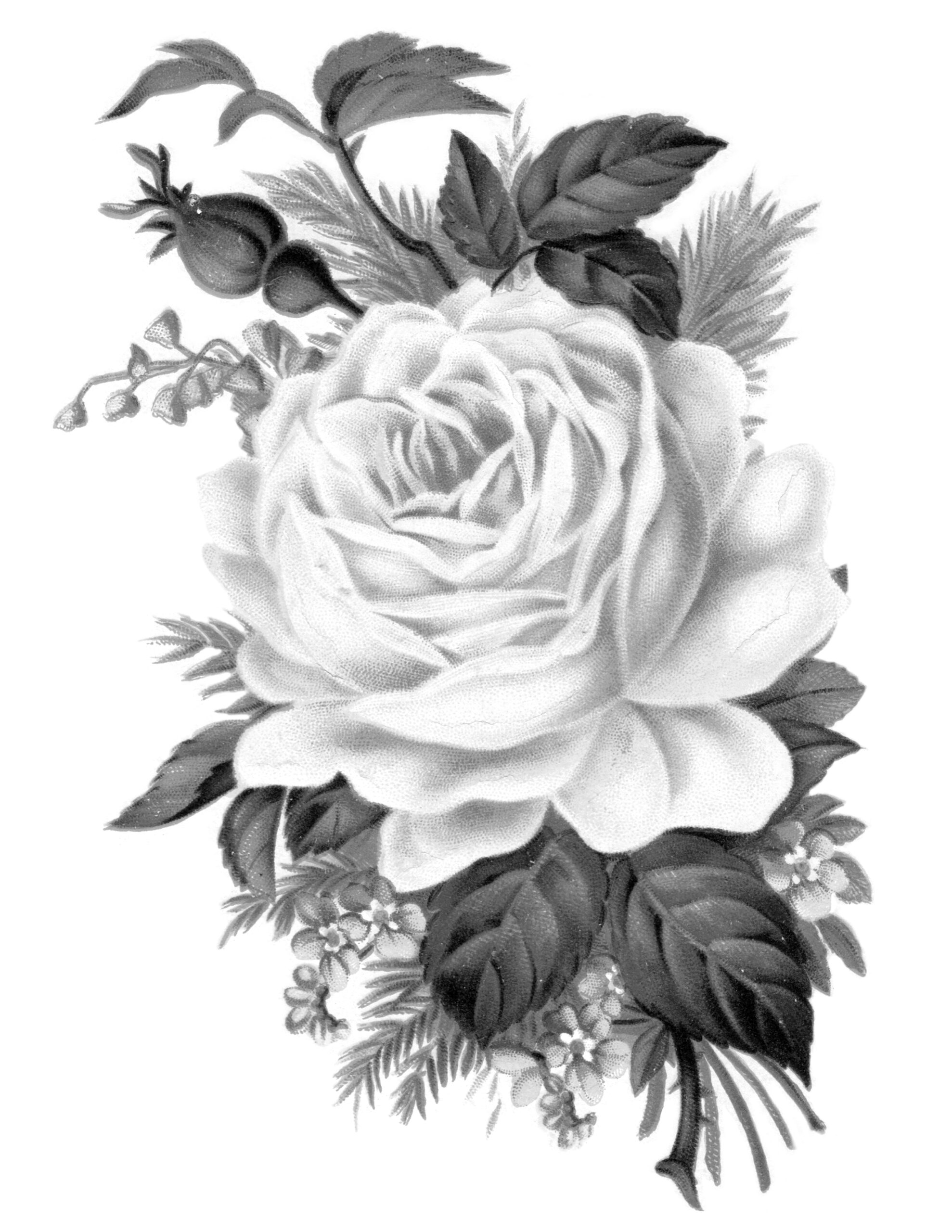 free clip art roses black and white - photo #36