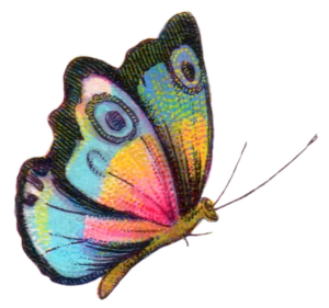 royalty-free-image-butterfly-fptfy